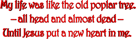 My life was like the old poplar tree.<br> all head and almost dead  <br>Until Jesus put a new heart in me.